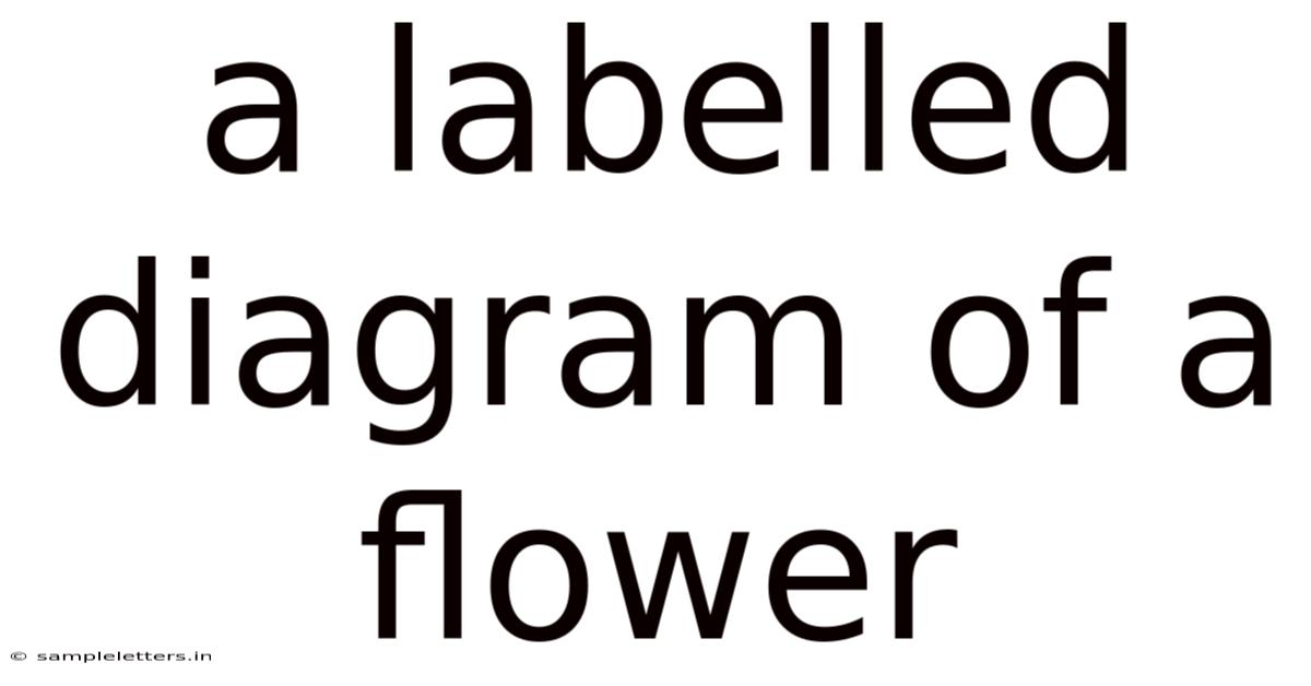 A Labelled Diagram Of A Flower
