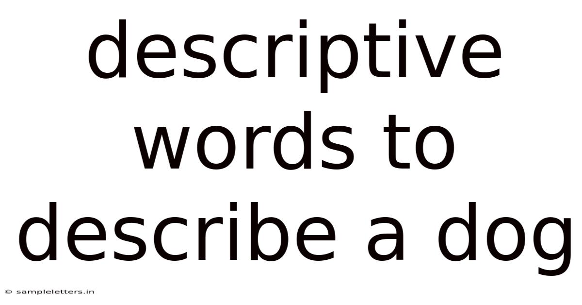 Descriptive Words To Describe A Dog