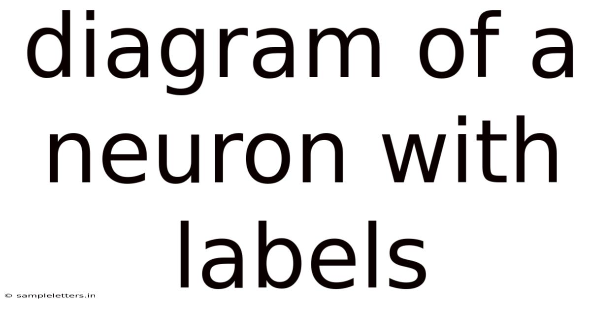 Diagram Of A Neuron With Labels