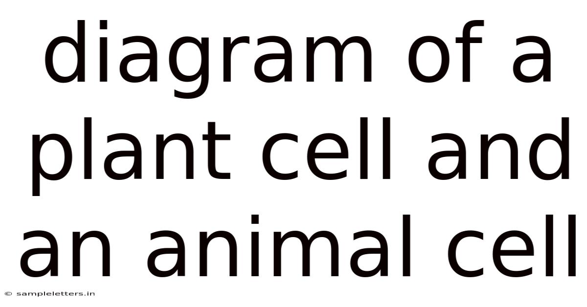Diagram Of A Plant Cell And An Animal Cell