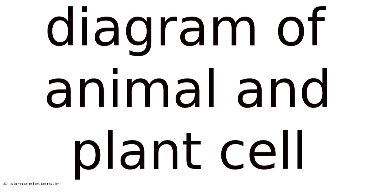 Diagram Of Animal And Plant Cell