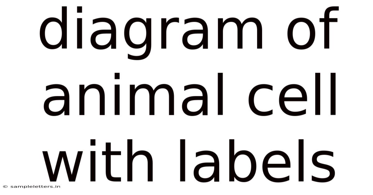 Diagram Of Animal Cell With Labels