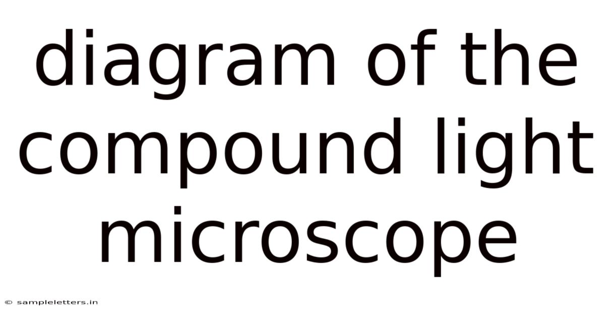 Diagram Of The Compound Light Microscope
