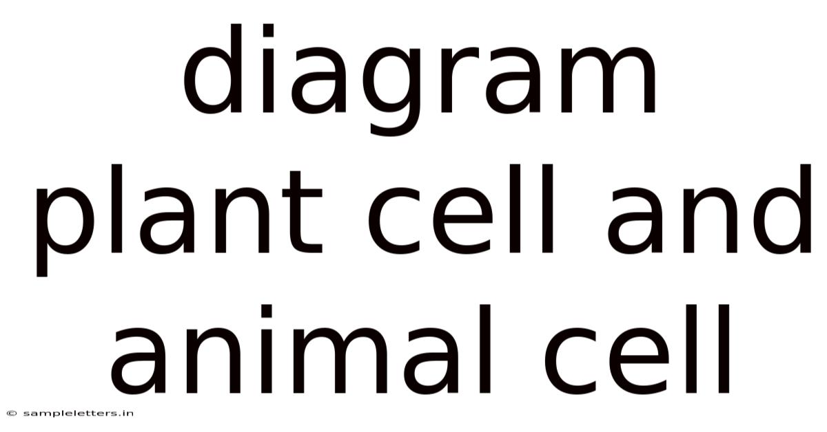 Diagram Plant Cell And Animal Cell