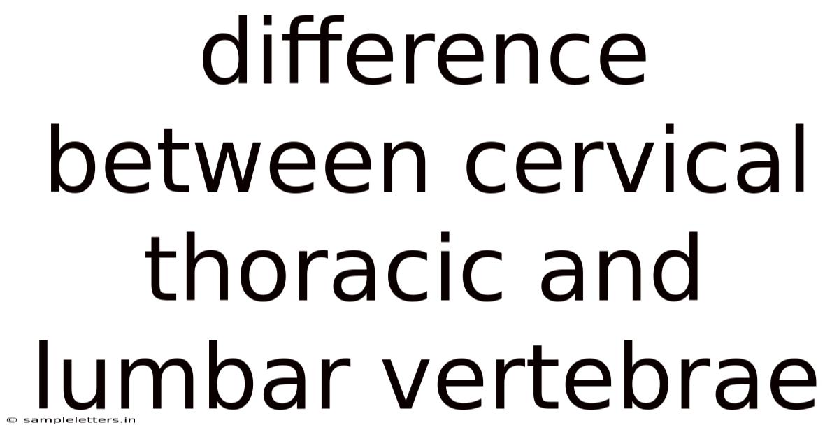Difference Between Cervical Thoracic And Lumbar Vertebrae