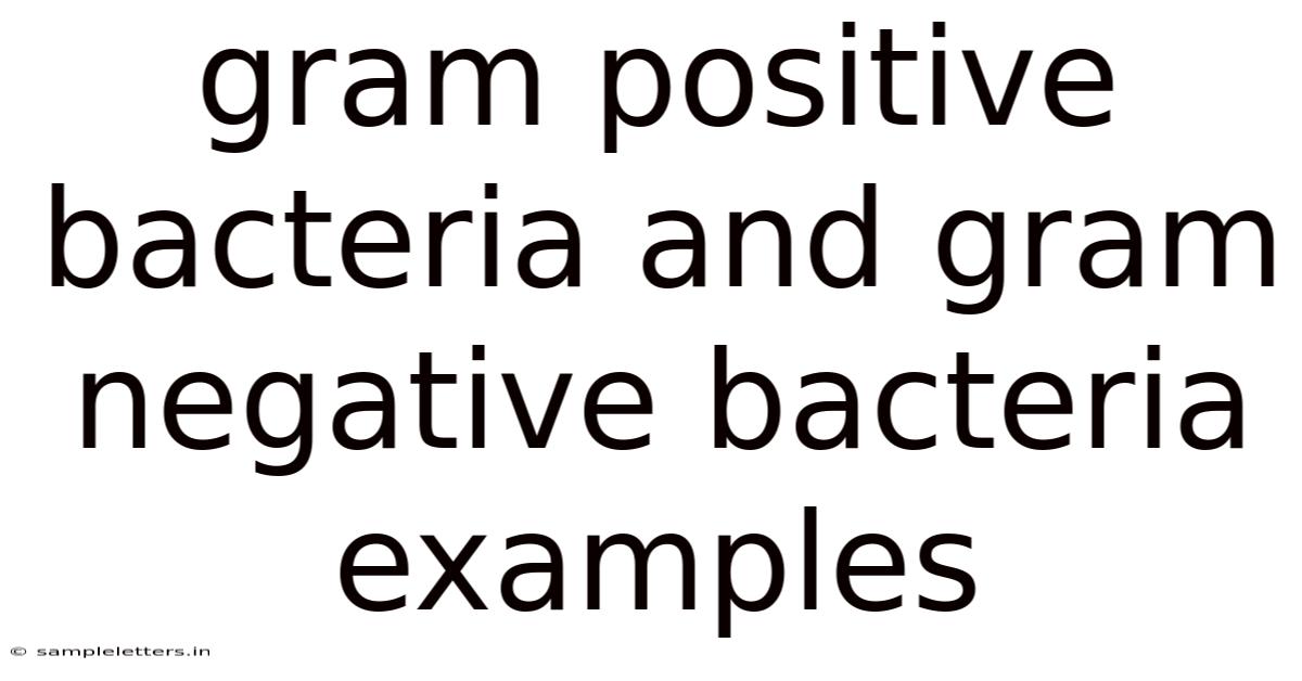 Gram Positive Bacteria And Gram Negative Bacteria Examples