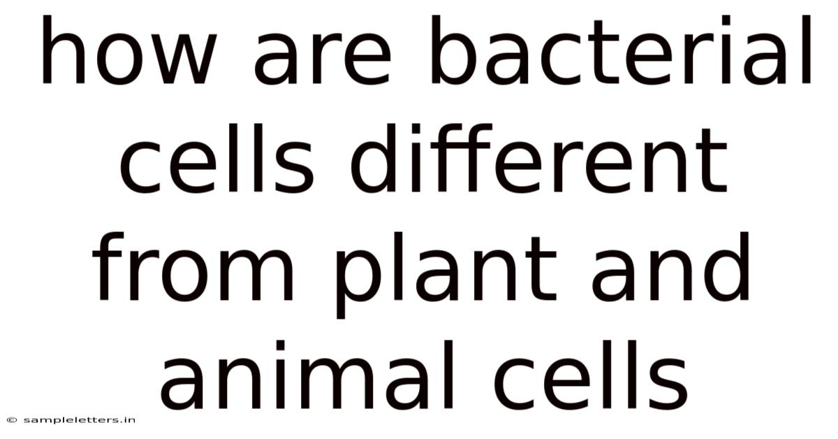 How Are Bacterial Cells Different From Plant And Animal Cells