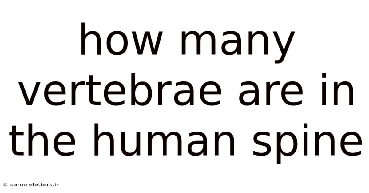 How Many Vertebrae Are In The Human Spine