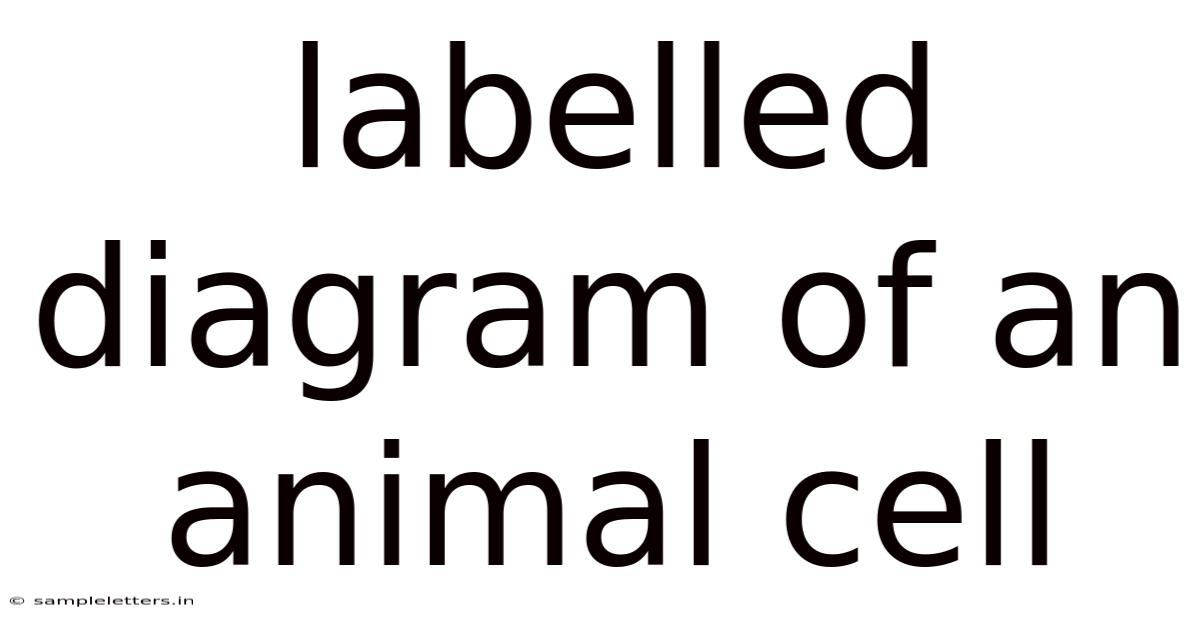 Labelled Diagram Of An Animal Cell