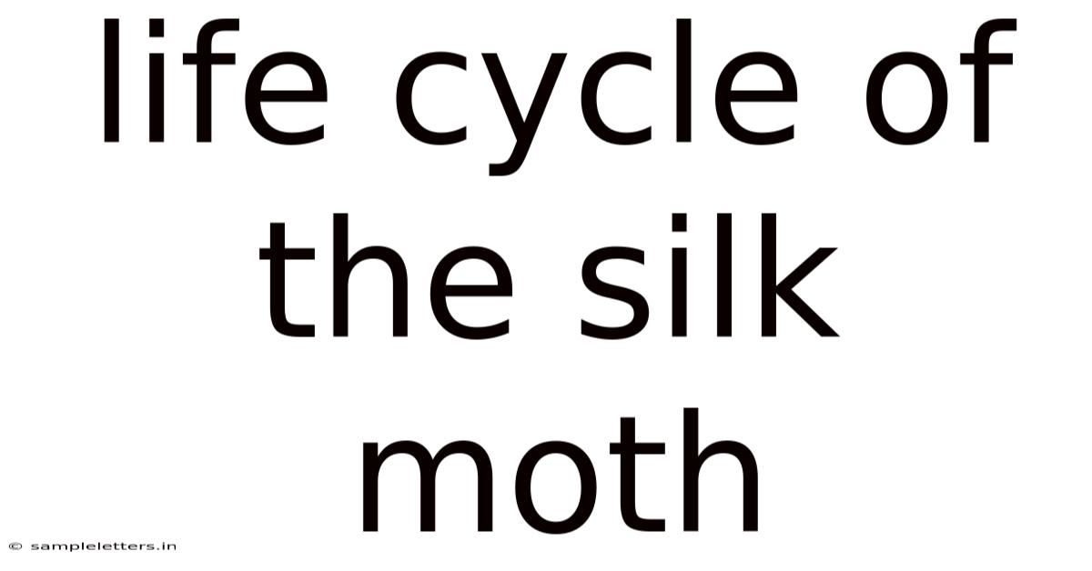 Life Cycle Of The Silk Moth