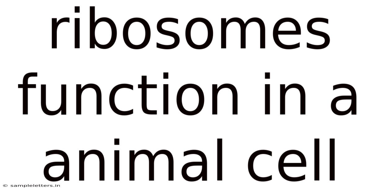 Ribosomes Function In A Animal Cell