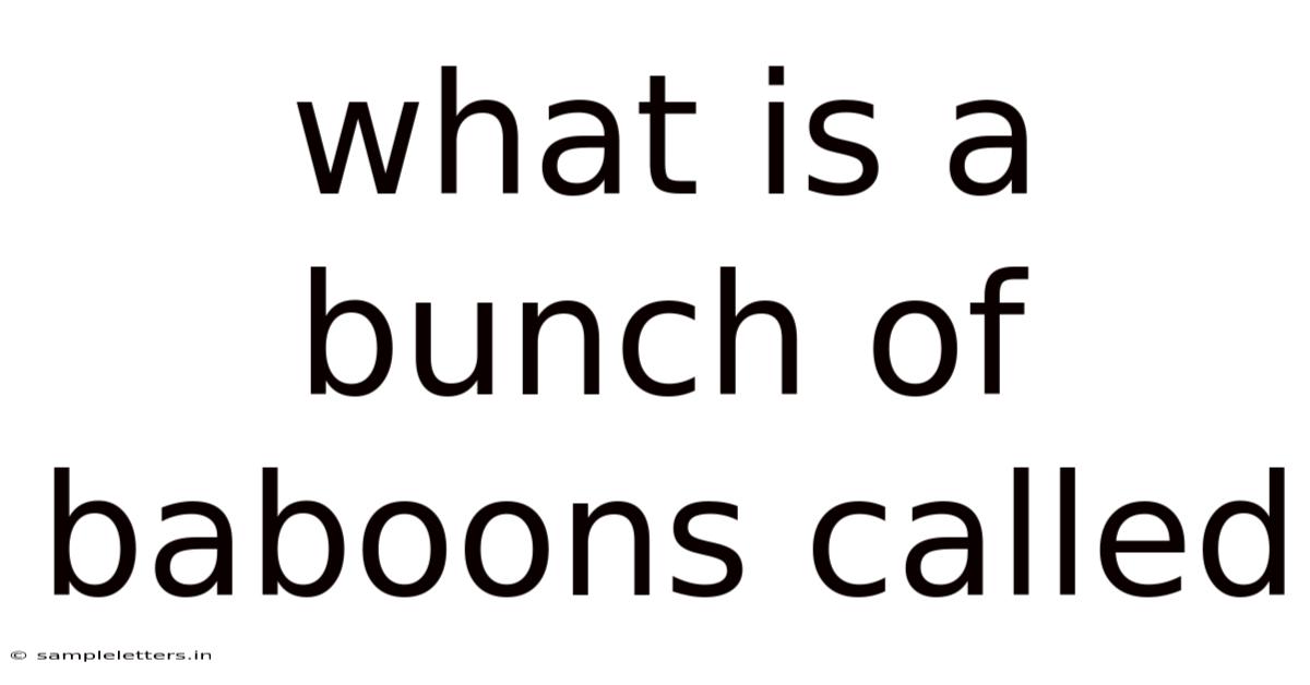 What Is A Bunch Of Baboons Called