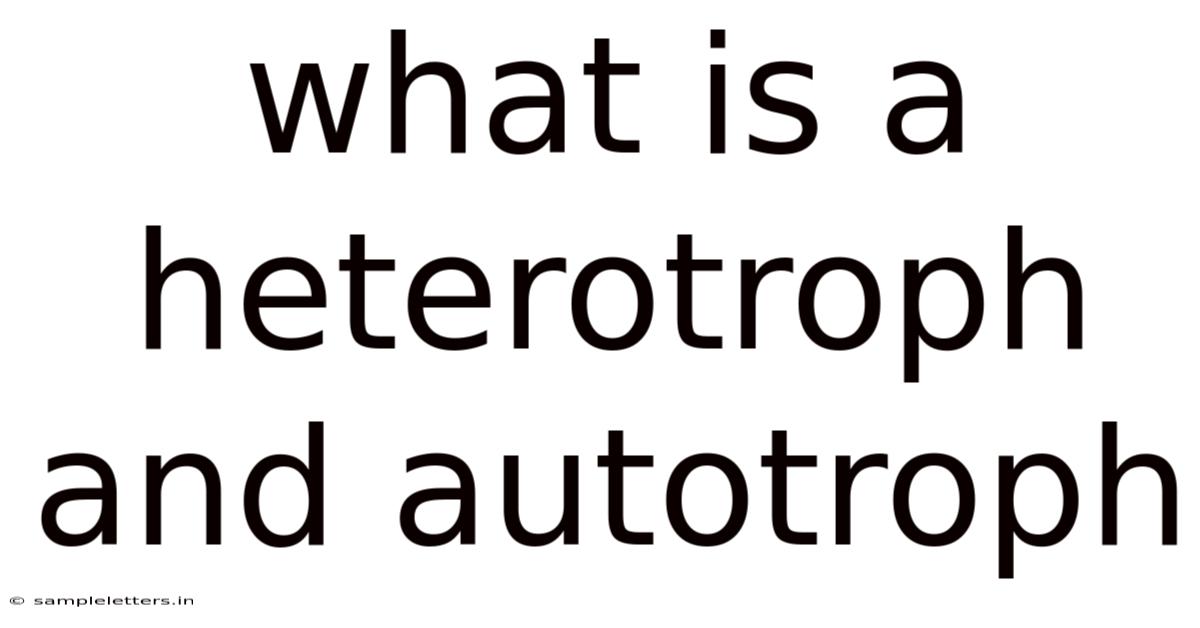 What Is A Heterotroph And Autotroph