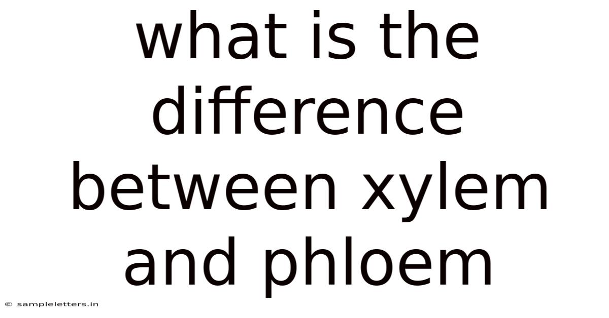 What Is The Difference Between Xylem And Phloem