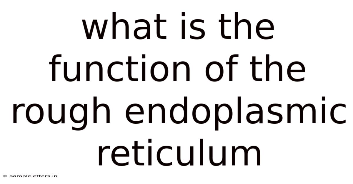 What Is The Function Of The Rough Endoplasmic Reticulum